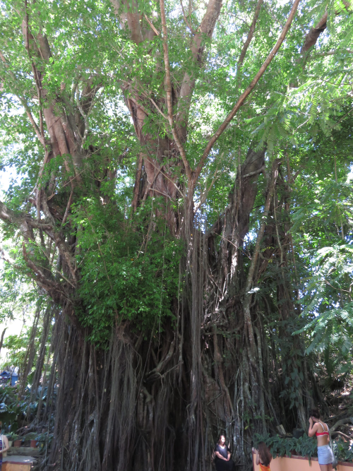 the balete tree: a 400 year old tree said to be home to supernatural spirits